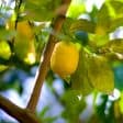 Poczucie szczęścia: 9 łatwych mini–nawyków, dzięki którym nauczysz się robić z cytryn lemoniadę